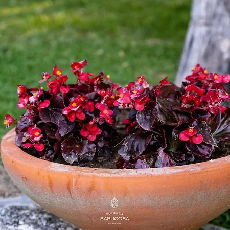 Quinta Sabugosa - Quinta V4 Localizada Na Encosta Do Bom Jesus - *